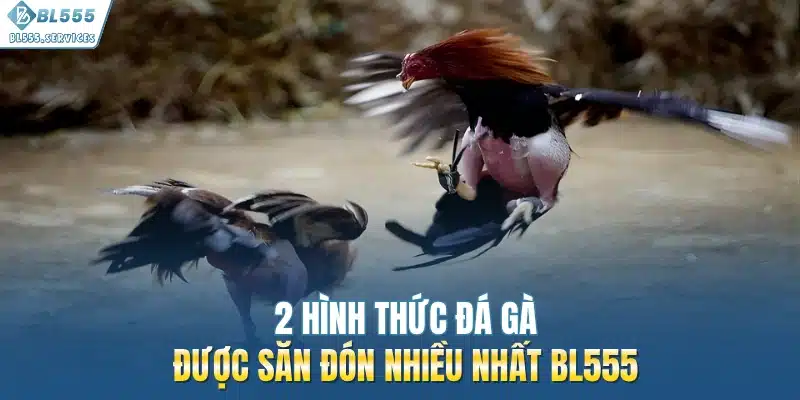 2 hình thức đá gà được săn đón nhiều nhất BL555