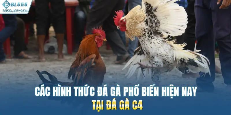Các hình thức đá gà phổ biến hiện nay tại đá gà C4