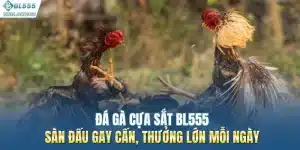 Đá Gà Cựa Sắt BL555: Sàn Đấu Gay Cấn, Thưởng Lớn Mỗi Ngày