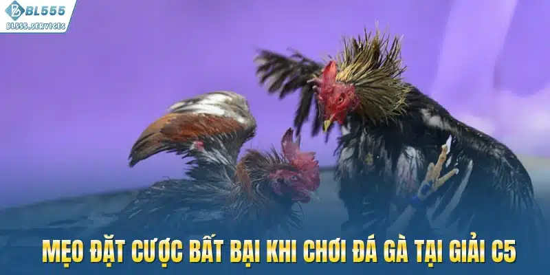 Mẹo đặt cược bất bại khi chơi đá gà tại giải C5